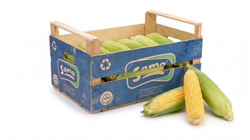 Choclo Manteca Mediano - Frutas y Verduras