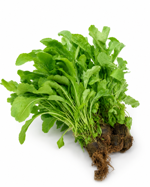 Rúcula Hidropónica - Frutas y Verduras