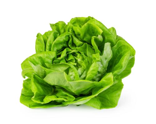 Lechuga Mantecosa - Frutas y Verduras - Abasto Virtual Córdoba | Venta Mayorista y Minorista