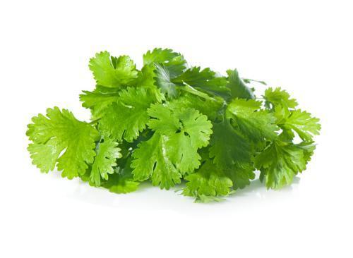Cilantro - Frutas y Verduras - Abasto Virtual Córdoba | Venta Mayorista y Minorista